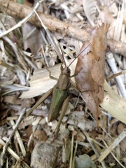 Coryacris angustipennis