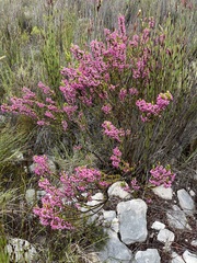 Erica gracilipes