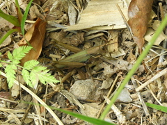 Coryacris angustipennis