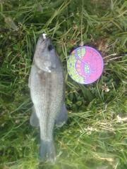 Micropterus punctulatus