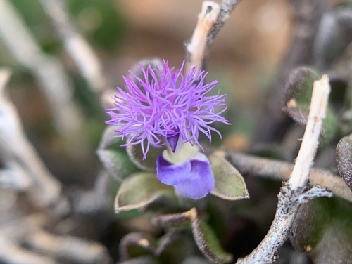 Polygala asbestina