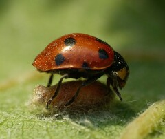 Dinocampus coccinellae
