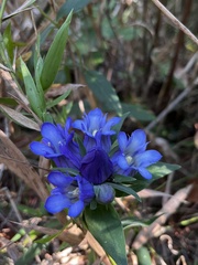 Gentiana catesbaei