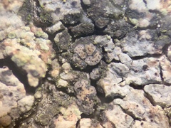 Placidiopsis hypothallina