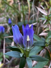 Gentiana catesbaei