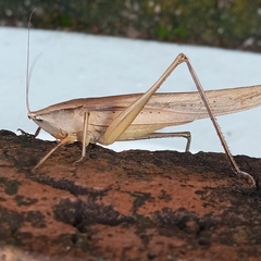 Neoconocephalus triops