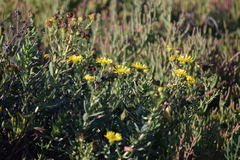 Grindelia camporum