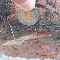 Neoconocephalus triops