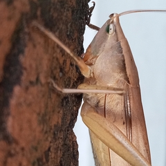 Neoconocephalus triops