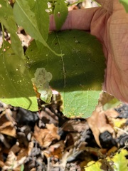 Calycomyza flavinotum