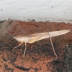 Neoconocephalus triops