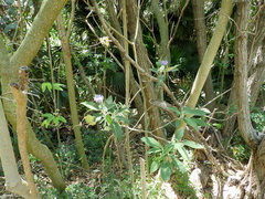 Solanum granulosoleprosum