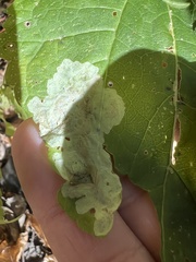 Calycomyza flavinotum