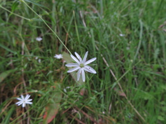 Stellaria angustifolia