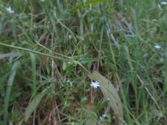 Stellaria angustifolia