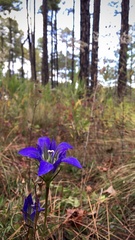 Gentiana autumnalis