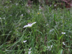 Stellaria angustifolia