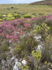 Erica gracilipes