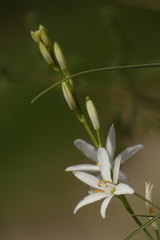 Anthericum liliago