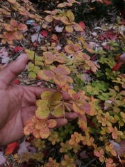 Rhododendron ciliicalyx
