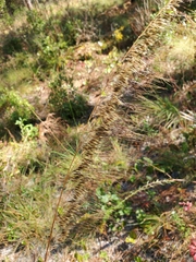 Sorghastrum secundum