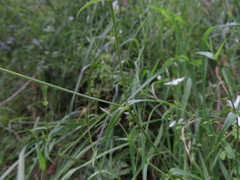 Stellaria angustifolia