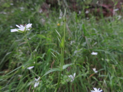 Stellaria angustifolia
