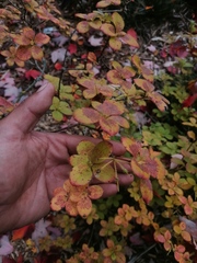 Rhododendron ciliicalyx