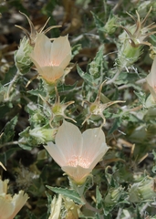 Mentzelia involucrata