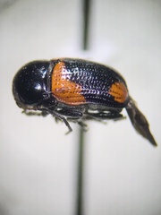Cryptocephalus notatus