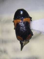 Cryptocephalus notatus