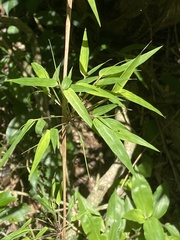 Arthrostylidiinae
