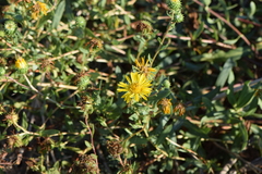 Grindelia camporum