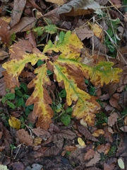 Quercus robur