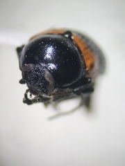 Cryptocephalus notatus