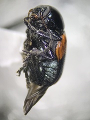 Cryptocephalus notatus