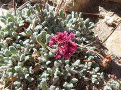 Eriogonum gracilipes