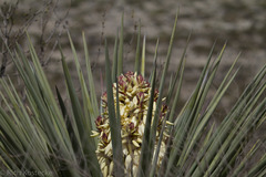 Yucca torreyi
