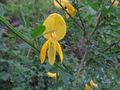 Genista monspessulana