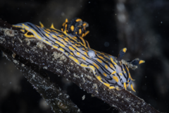 Polycera atra