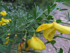 Genista monspessulana
