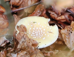 Amanita junquillea