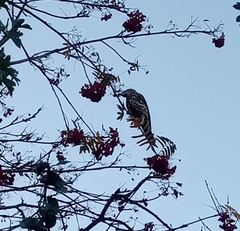 Turdus