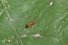 Lasius brunneus