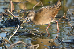 Pardirallus sanguinolentus