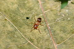 Lasius brunneus