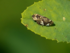 Lepyronia quadrangularis