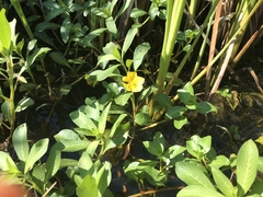 Ludwigia hexapetala