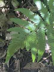 Deparia petersenii