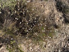 Wahlenbergia ecklonii